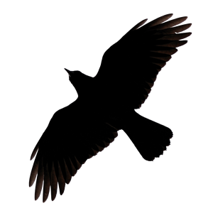 Raven PNG-71451